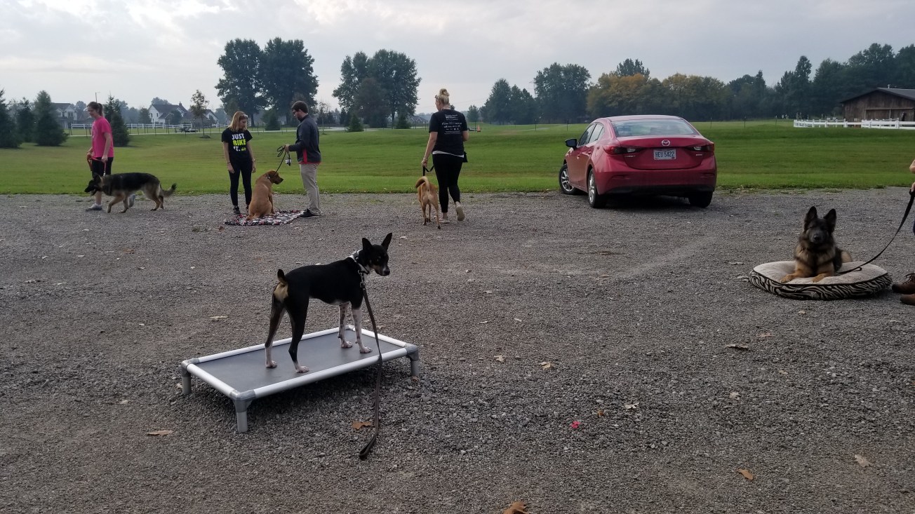 OBEDIENCE Mile High K9